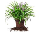 Outdoor Plants Great Savings From Walmart
